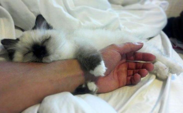 Почему кошки любят спать с хозяевами Esli-koshka-lyubit-spat-v-vashej-posteli-chto-eto-znachit-03